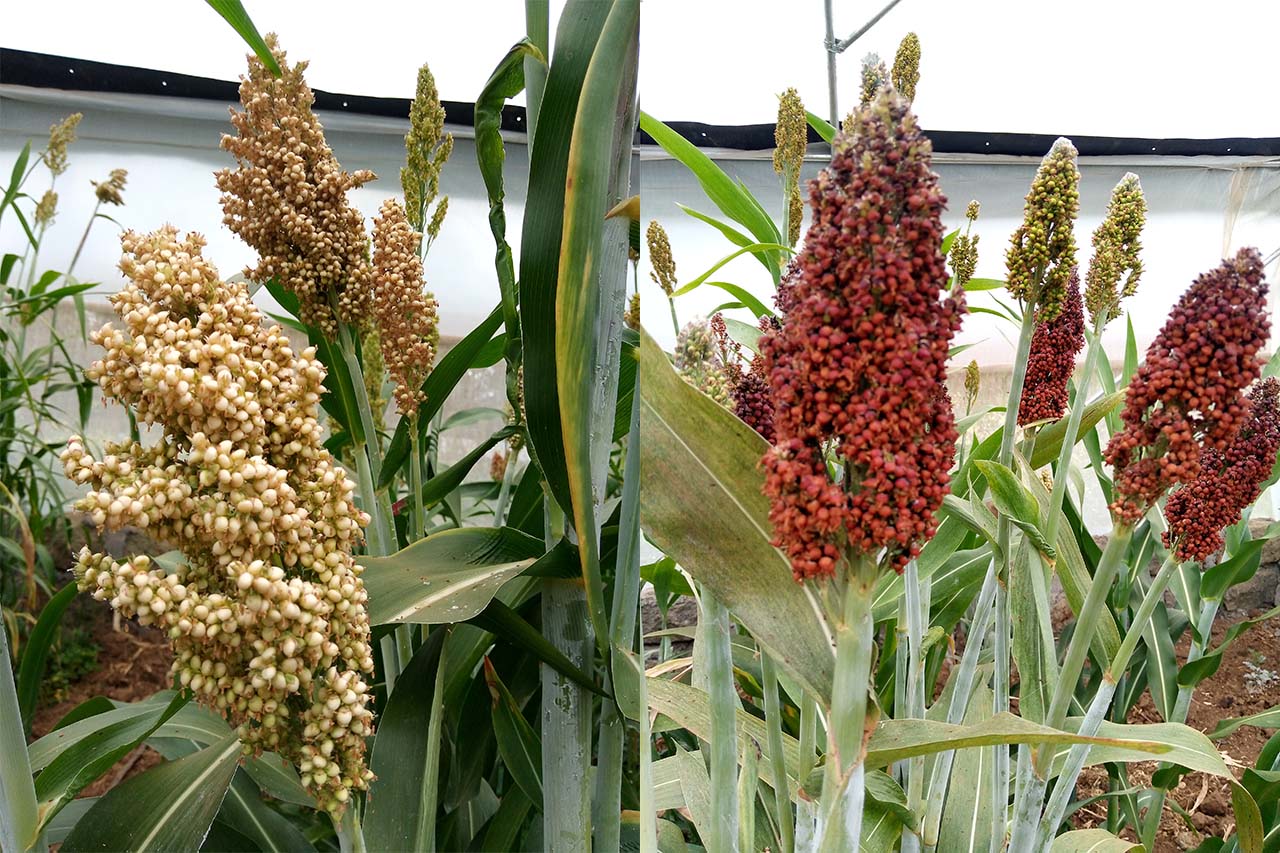 Scientists Targeting Innovative Products to Promote Sorghum 