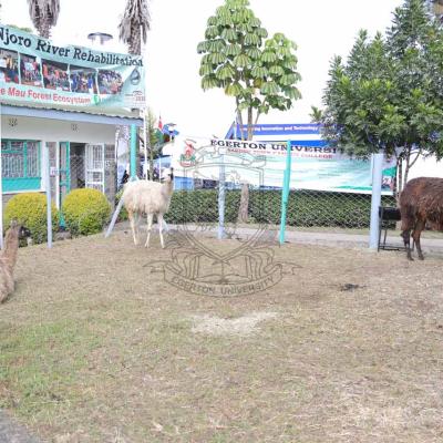 Nakuru Agricultural Show 2022 28
